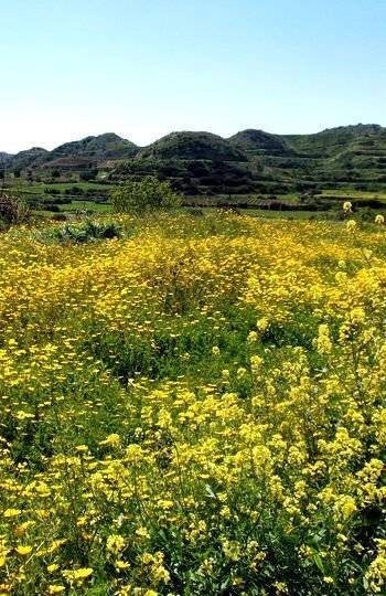 Quelles fleurs causent des allergies ?