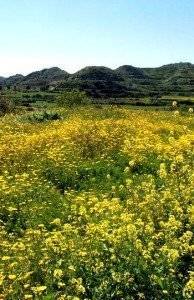 Ein Feld mit gelben Blumen