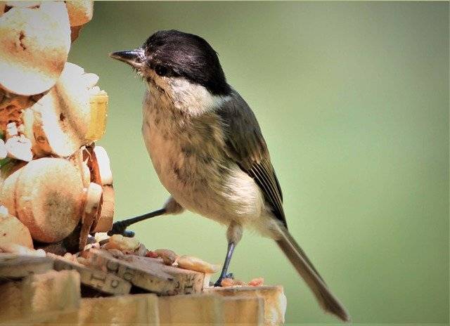 Les aliments que vous devriez et ne devriez pas manger à jeun