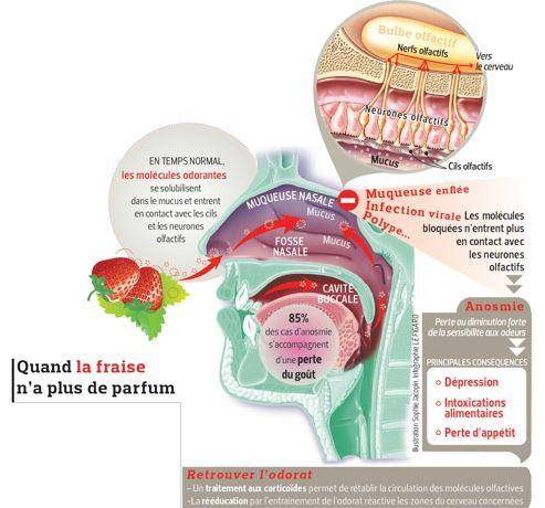 Quelles maladies la perte d’odorat indique-t-elle ?