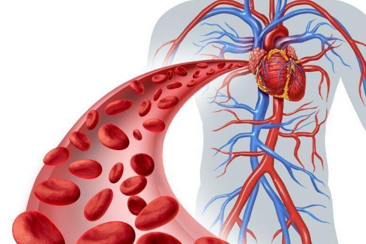 Sept façons d’augmenter le flux sanguin dans les jambes en 20 jours