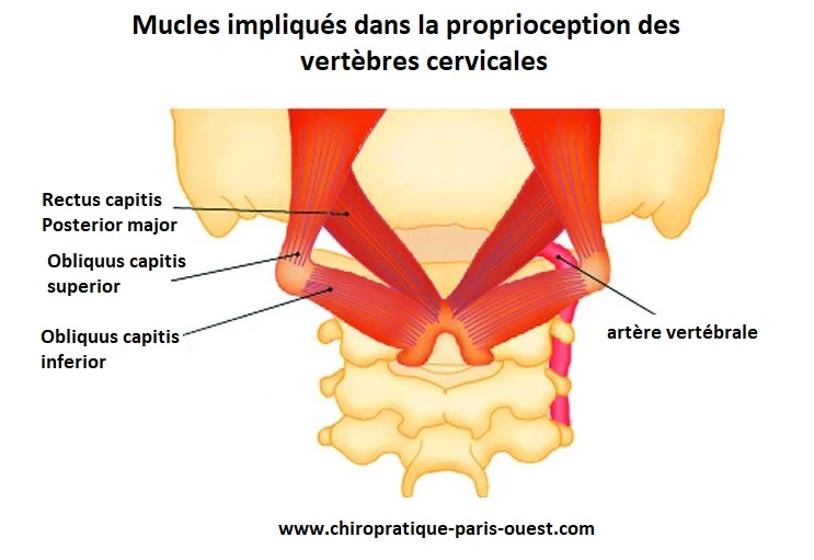 Vertiges cervicogéniques : Causes et remèdes internes